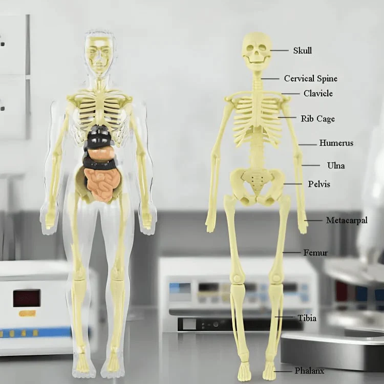 AnaVista™ – Discover the secrets of the human body with practical, astonishing clarity - Image 10