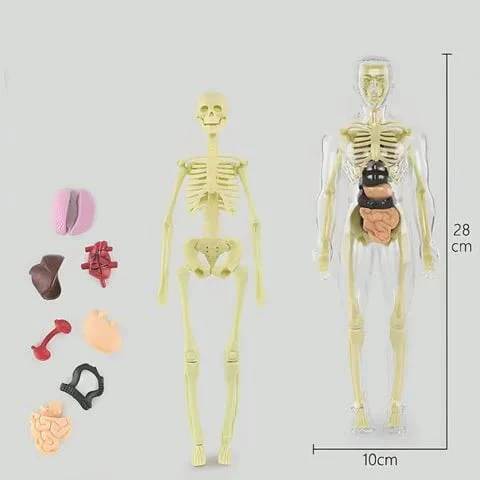 AnaVista™ – Discover the secrets of the human body with practical, astonishing clarity - Image 6
