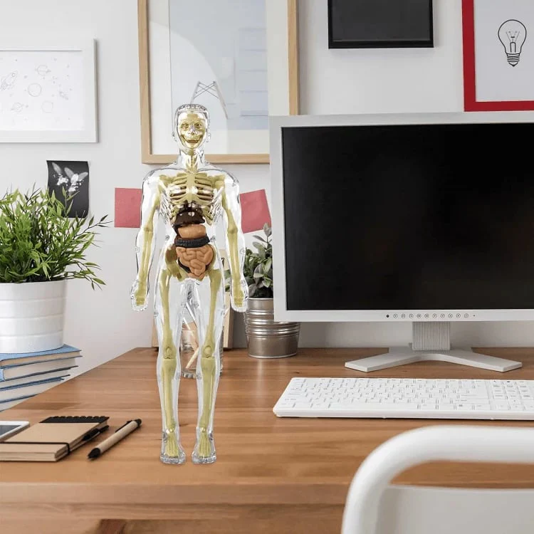 AnaVista™ – Discover the secrets of the human body with practical, astonishing clarity - Image 7
