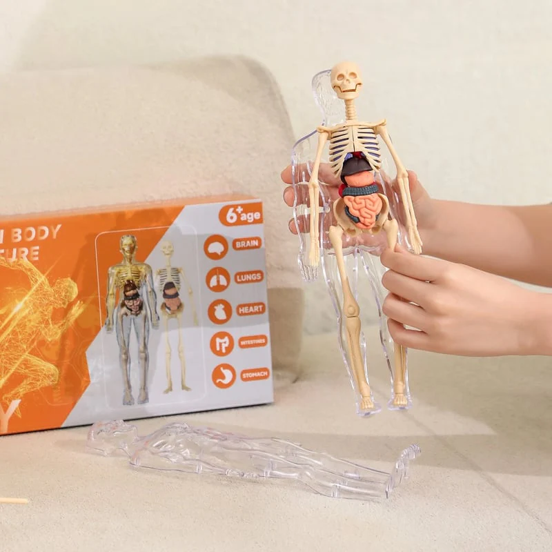 AnaVista™ – Discover the secrets of the human body with practical, astonishing clarity - Image 9