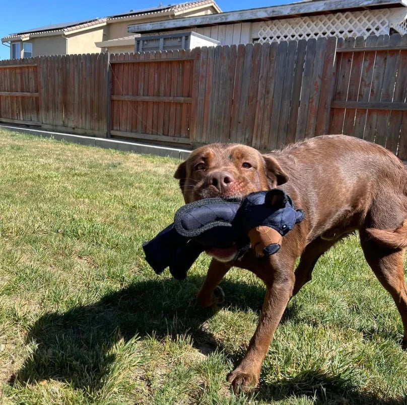 BearTough™ – Indestructible Fun for a Happy and Healthy Dog - Image 4