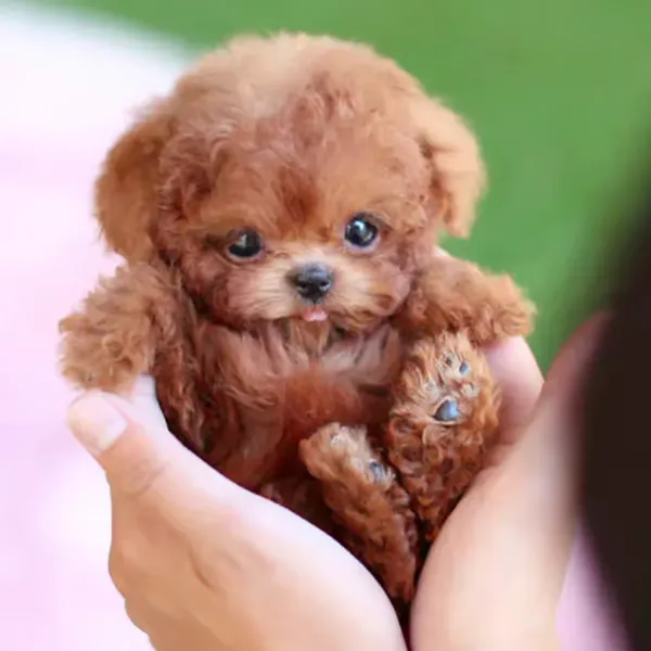 Interactive Robot Dog | Touch Responsive | Rechargeable Battery | PawPal Buddy - Image 11
