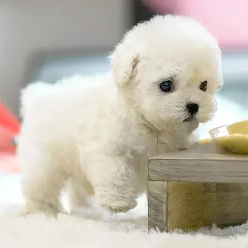 Interactive Robot Dog | Touch Responsive | Rechargeable Battery | PawPal Buddy - Image 8