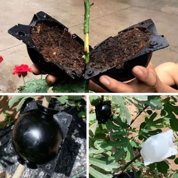 5+5 FREE | RootPro™ Root Balls for Plant Propagation - Image 3