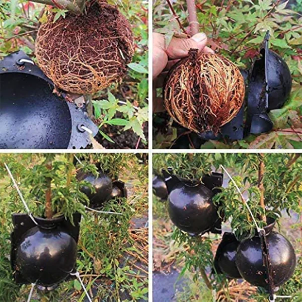 5+5 FREE | RootPro™ Root Balls for Plant Propagation - Image 5